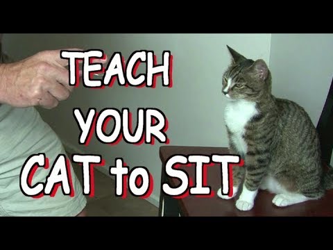 Effective Ways to Train Your Cat for Better Behavior in 2025