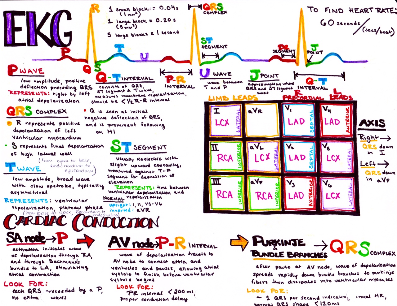 Effective Ways to Read an EKG for Better Cardiovascular Health in 2025