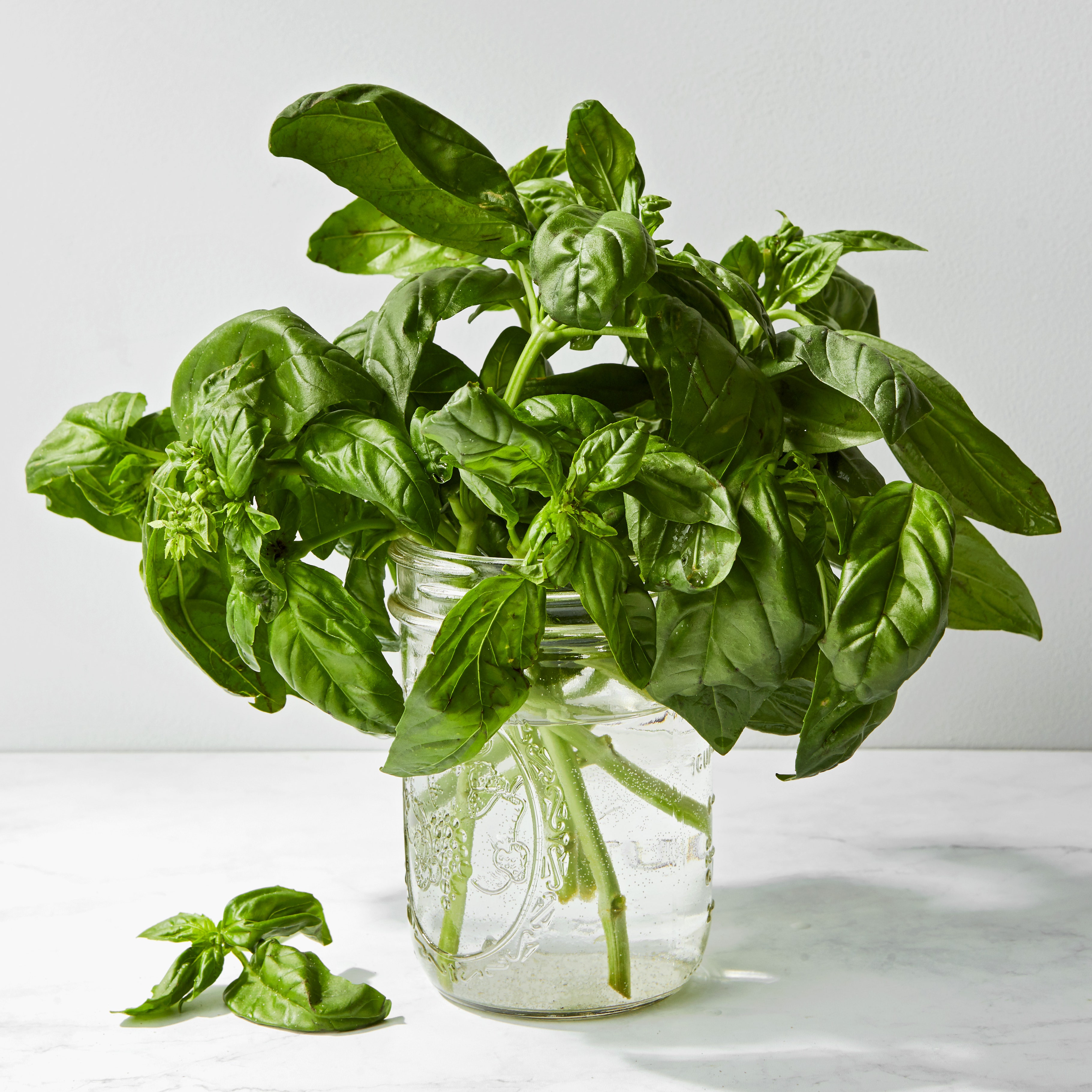 How to Store Fresh Basil