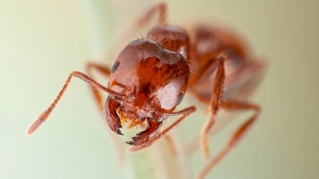 Effective Ways to Get Rid of Ant Bites Overnight: Proven Remedies for Quick Relief in 2025