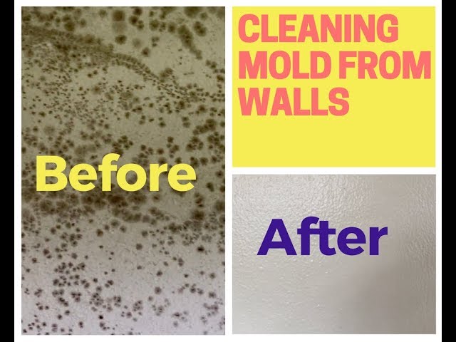 Effective mold cleaning tips