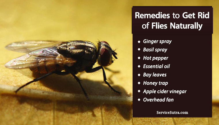 Effective Ways to Get Rid of Flies Inside Your Home in 2025: Discover Proven Strategies for a Pest-Free Space