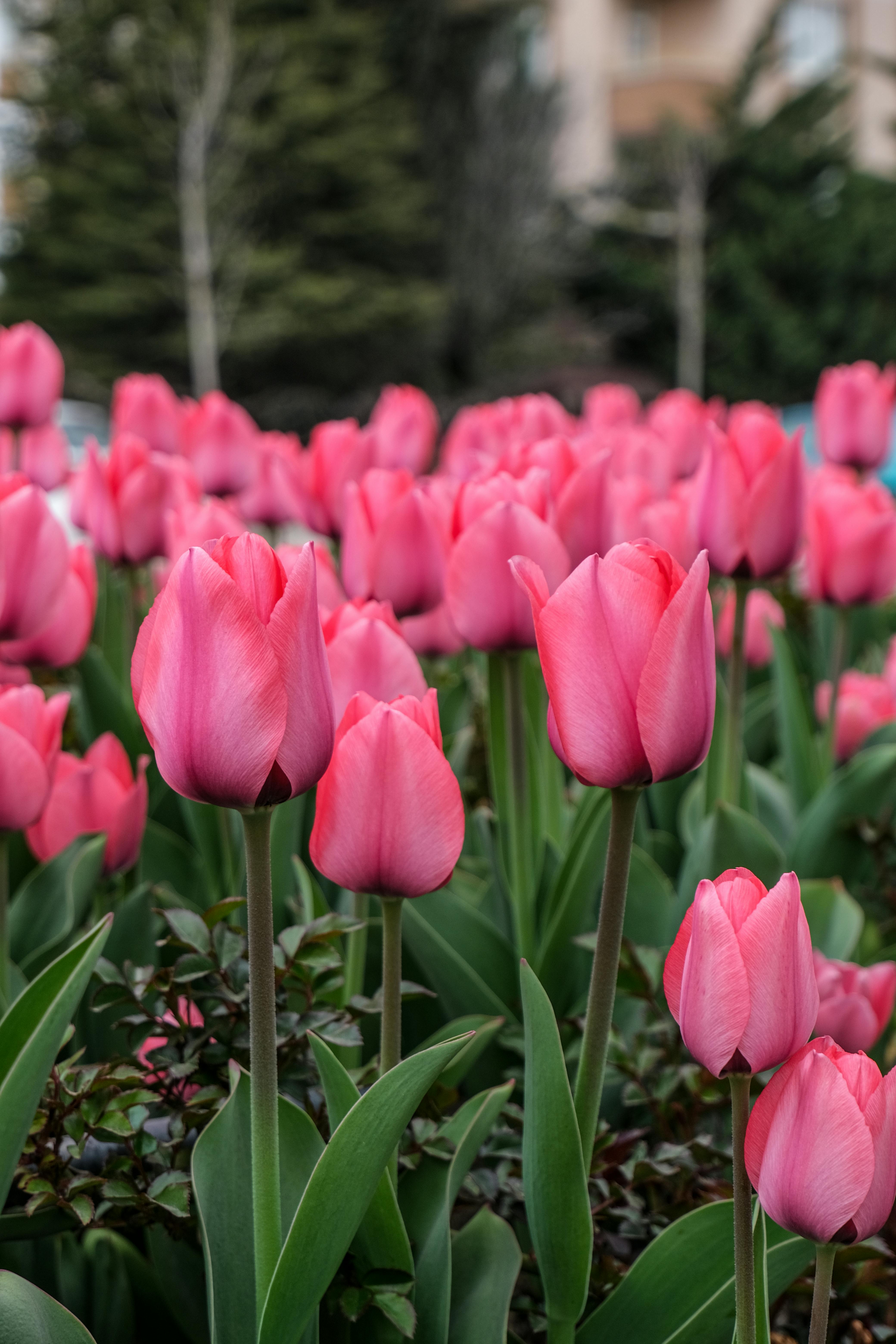 Tulip bulb planting